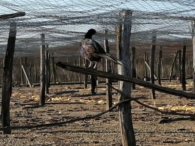 Tvrtka Ecoagro obnovila uzgoj fazana na fazaneriji kod Majerja