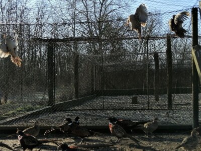 Tvrtka Ecoagro obnovila uzgoj fazana na fazaneriji kod Majerja