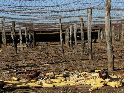 Tvrtka Ecoagro obnovila uzgoj fazana na fazaneriji kod Majerja