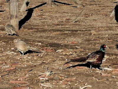 Tvrtka Ecoagro obnovila uzgoj fazana na fazaneriji kod Majerja