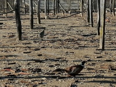 Tvrtka Ecoagro obnovila uzgoj fazana na fazaneriji kod Majerja