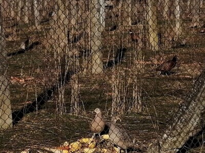 Tvrtka Ecoagro obnovila uzgoj fazana na fazaneriji kod Majerja