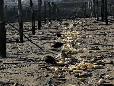 Tvrtka Ecoagro obnovila uzgoj fazana na fazaneriji kod Majerja