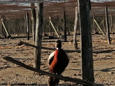 Tvrtka Ecoagro obnovila uzgoj fazana na fazaneriji kod Majerja