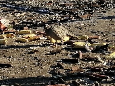 Tvrtka Ecoagro obnovila uzgoj fazana na fazaneriji kod Majerja