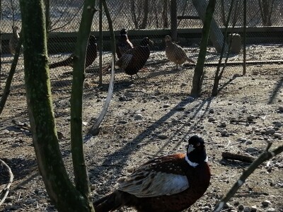 Tvrtka Ecoagro obnovila uzgoj fazana na fazaneriji kod Majerja