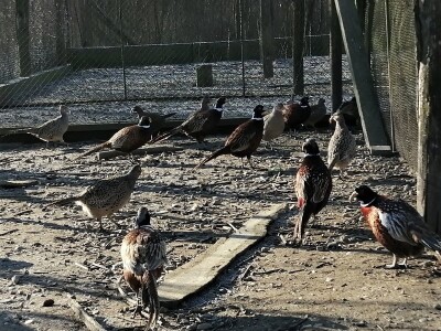 Tvrtka Ecoagro obnovila uzgoj fazana na fazaneriji kod Majerja