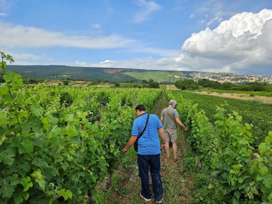 pokus vinograd
