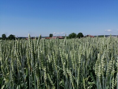 Tvrtka RWA Hrvatska u Križevcima organizirala - Centralni dan polja