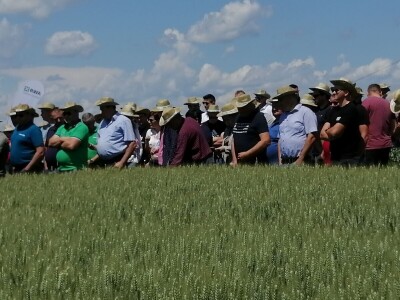 Tvrtka RWA Hrvatska u Križevcima organizirala - Centralni dan polja