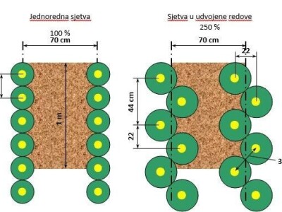 Twin row uljana repica i suncokret Twin row uljana repica i suncokret
