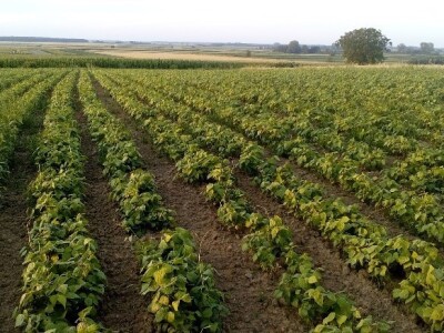 Twin row uljana repica i suncokret Twin row uljana repica i suncokret