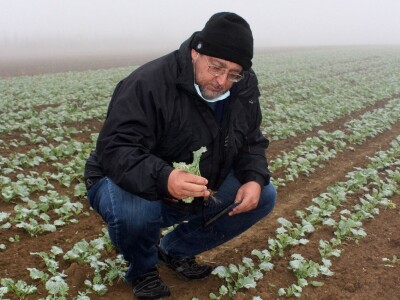 Twin row uljana repica i suncokret Twin row uljana repica i suncokret