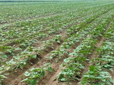 Twin row uljana repica i suncokret Twin row uljana repica i suncokret