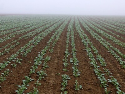 Twin row uljana repica i suncokret Twin row uljana repica i suncokret