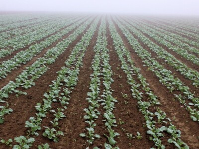 Twin row uljana repica i suncokret Twin row uljana repica i suncokret