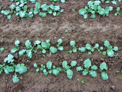 Twin row uljana repica i suncokret Twin row uljana repica i suncokret