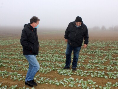 Twin row uljana repica i suncokret Twin row uljana repica i suncokret