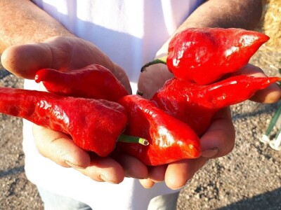 U Beloj Palanci svi vole vrtke