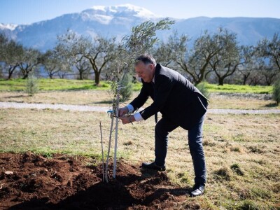 U Bijelom polju časne sestre franjevke posadile 33 bijele masline!