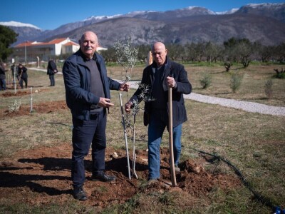 U Bijelom polju časne sestre franjevke posadile 33 bijele masline!
