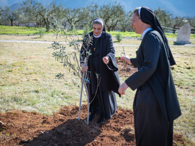 U Bijelom polju časne sestre franjevke posadile 33 bijele masline!