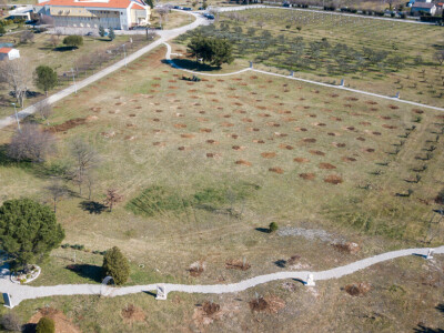 U Bijelom polju časne sestre franjevke posadile 33 bijele masline!
