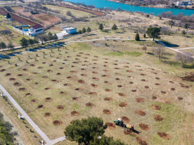 U Bijelom polju časne sestre franjevke posadile 33 bijele masline!