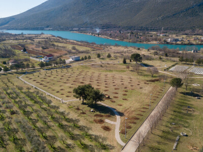 U Bijelom polju časne sestre franjevke posadile 33 bijele masline!