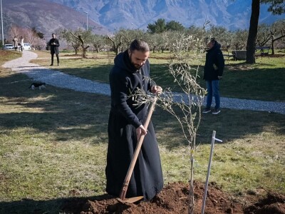 U Bijelom polju časne sestre franjevke posadile 33 bijele masline!