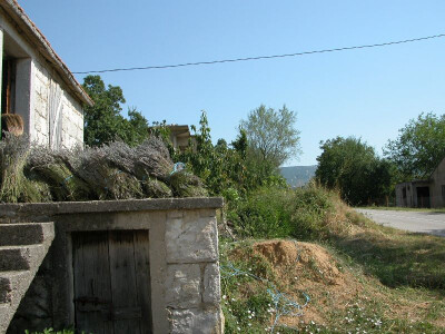 Odložena tek požnjevena lavanda (Stojići, Donji Bitelić)