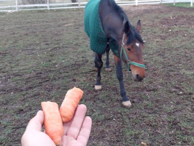 U Driniću niče ergela U Driniću niče ergela