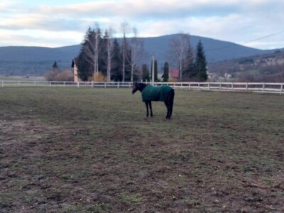 U Driniću niče ergela U Driniću niče ergela