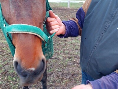 U Driniću niče ergela U Driniću niče ergela