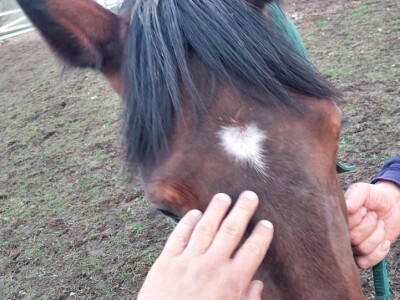 U Driniću niče ergela U Driniću niče ergela