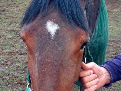 U Driniću niče ergela U Driniću niče ergela