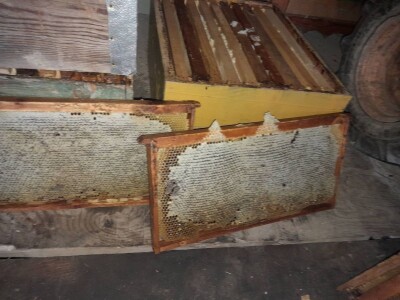 U dva ovogodišnja vrcanja izvadili 500 kilograma meda