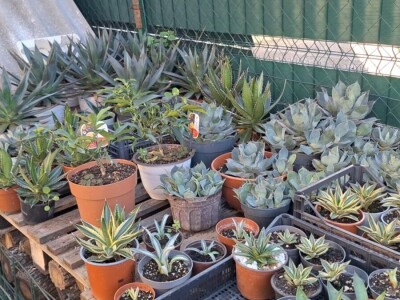 U dvorištu iz bajke uzgaja skoro 100 vrsta agava