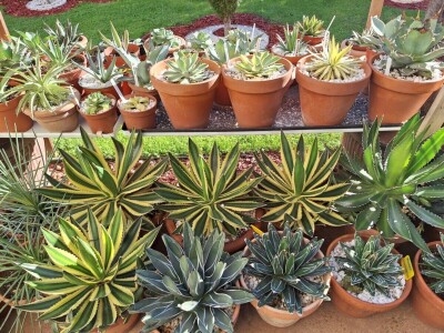 U dvorištu iz bajke uzgaja skoro 100 vrsta agava