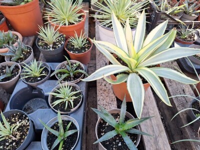 U dvorištu iz bajke uzgaja skoro 100 vrsta agava