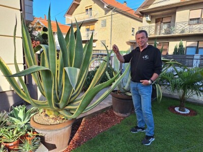 U dvorištu iz bajke uzgaja skoro 100 vrsta agava
