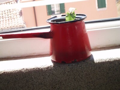 I džezva kao saksija za kaktus