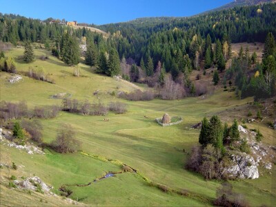 U godovima stoletnog bora ispisana istorija sela