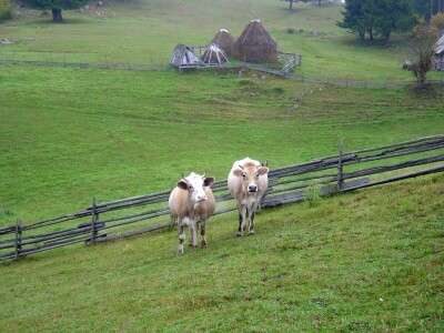 U godovima stoletnog bora ispisana istorija sela
