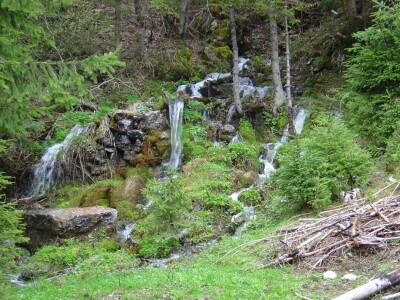 U godovima stoletnog bora ispisana istorija sela