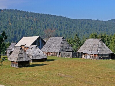U godovima stoletnog bora ispisana istorija sela