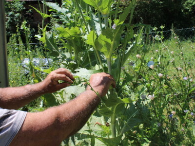 U gostima kod Đure Japarića