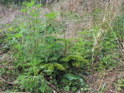 U gostima kod Đure Japarića