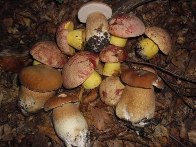 U korpu samo kilogram gljiva dnevno