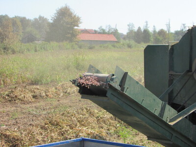 U Kozarskoj Dubici održani dani pasulja U Kozarskoj Dubici održani dani pasulja